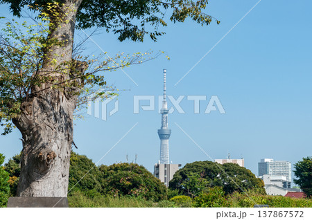 新緑の木と東京スカイツリーの風景 137867572