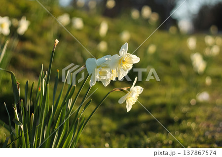 Morning Sunlight Daffodils In UBC Gardens 137867574