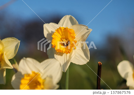 Morning Sunlight Daffodils In UBC Gardens 137867576