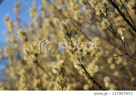 Inflorescent Pussywillow Bathed In Golden Light Inflorescent Pussywillow Bathed In Golden Light 137867653