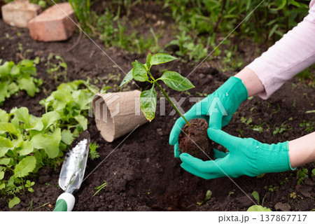 The hands of an elderly woman are holding a young plant in the ground The hands of an elderly woman are holding a young plant in the ground 137867717
