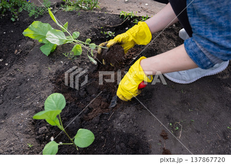 Eggplant seedlings are planted with their hands in the soil in the garden 137867720