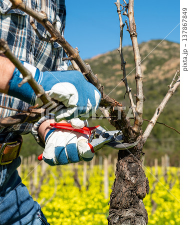 Farmer pruning the vine in winter. Agriculture. 137867849