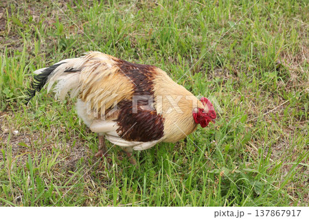 Brown chicken grazing on green grass. Free range poultry farm Brown chicken grazing on green grass. Free range poultry farm 137867917