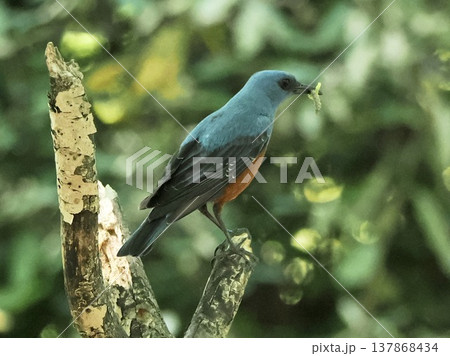 Blue Rock Thrush with insect in beak, feeding beha Blue Rock Thrush with insect in beak, feeding beha 137868434