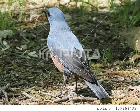 Blue Rock Thrush with insect in beak, feeding beha 137868435