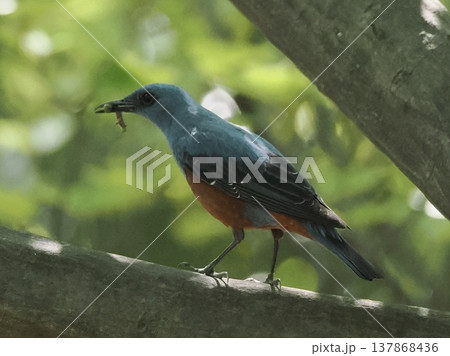 Blue Rock Thrush with insect in beak, feeding beha Blue Rock Thrush with insect in beak, feeding beha 137868436