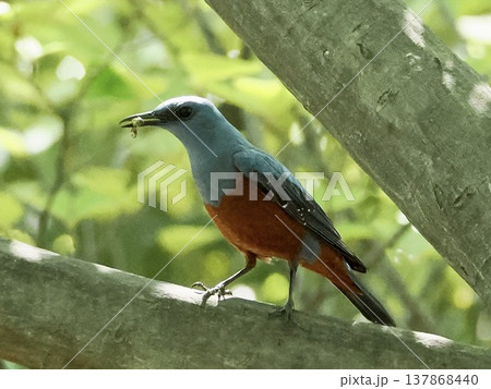 Blue Rock Thrush with insect in beak, feeding beha Blue Rock Thrush with insect in beak, feeding beha 137868440