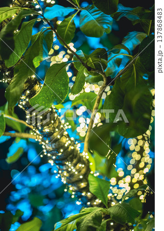 tropical tree with festive LED garland lights at night, branches wrapped in glowing holiday neon fairy lights background, creative design wallpaper, nature abstract decor tropical tree with festive LED garland lights at night, branches wrapped in glowing holiday neon fairy lights background, creative design wallpaper, nature abstract decor 137868483