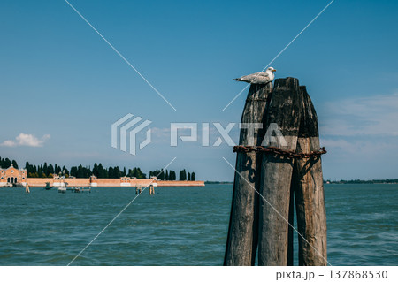 Seagull sitting on the pier. Panoramic cityscape view of Venice old city. Seagull sitting on the pier. Panoramic cityscape view of Venice old city. 137868530
