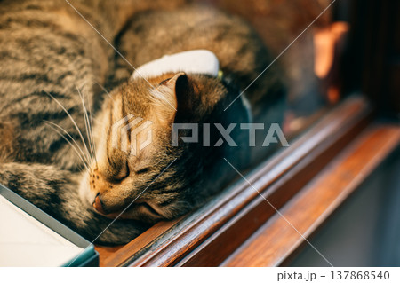 Cute tabby cat sleeping by the window. Cute tabby cat sleeping by the window. 137868540