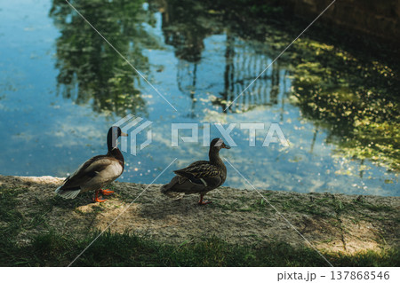 Two cute brown ducks near the lake. 137868546