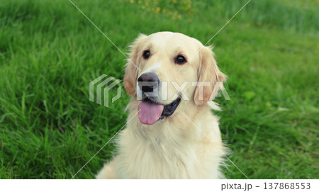 Beautiful happy young Golden Retriever dog sitting on grass in summer park 137868553