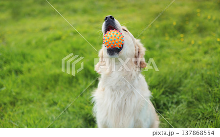 happy young Golden Retriever dog playing with rubber ball toy on grass in summer park happy young Golden Retriever dog playing with rubber ball toy on grass in summer park 137868554