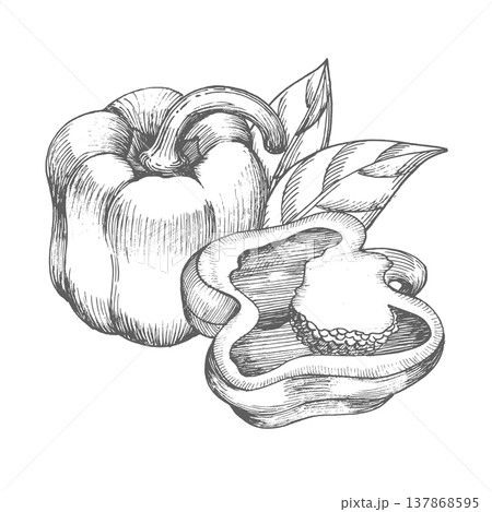 Composition of the bell peppers and leaves. Vector ink styled handmade illustration. For packaging design, cards, cover, prints, product labels and fabric. 137868595