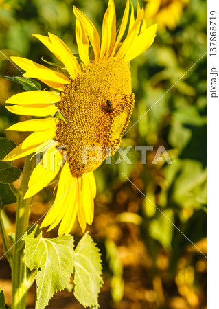 Sunflower in field with bees gathering pollen during bright sunny day in summer 137868719