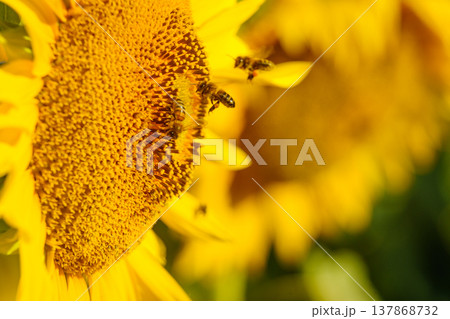 Close up of yellow sunflower with honey bee working collecting pollen. Provence in France. Close up of yellow sunflower with honey bee working collecting pollen. Provence in France. 137868732