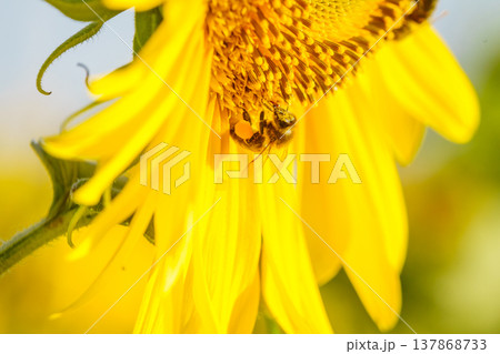 Close up of yellow sunflower with honey bee working collecting pollen. Provence in France. Close up of yellow sunflower with honey bee working collecting pollen. Provence in France. 137868733