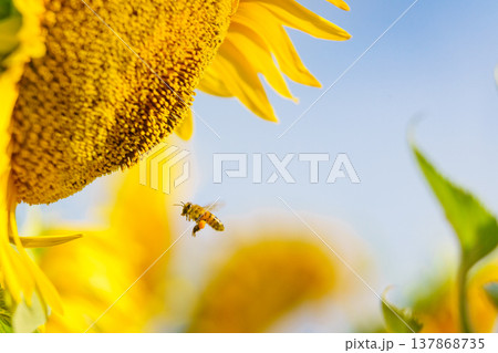 Close up of yellow sunflower with honey bee working collecting pollen. Provence in France. Close up of yellow sunflower with honey bee working collecting pollen. Provence in France. 137868735