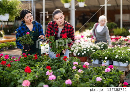 Female shopper selects a potted geranium. The seller helps you choose beautiful plant 137868752