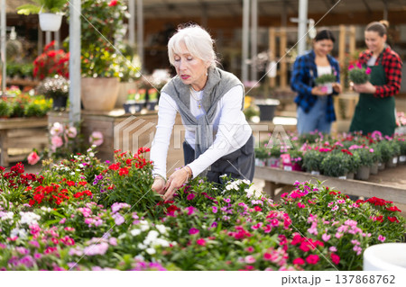 Elderly woman choosing chinese carnation in flower shop Elderly woman choosing chinese carnation in flower shop 137868762