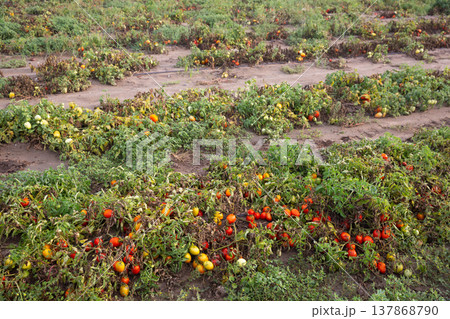 Damaged tomato plants on field after storm Damaged tomato plants on field after storm 137868790