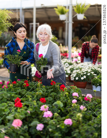 Female salesperson helps elderly woman choose geranium Female salesperson helps elderly woman choose geranium 137868826