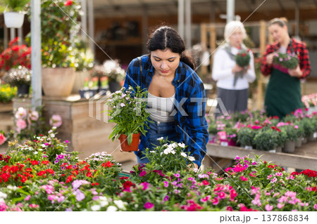 In flower shop, girl customer chooses dianthus chinensis plant to decorate room, balcony In flower shop, girl customer chooses dianthus chinensis plant to decorate room, balcony 137868834