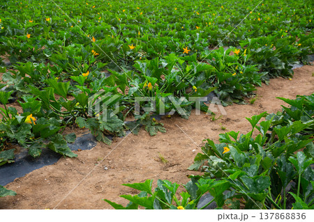 Zucchini bushes with fruits and flowers on plantation 137868836