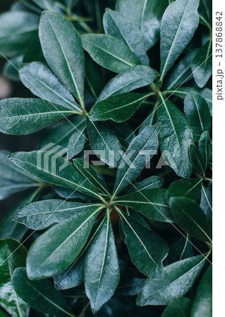 Fresh green leaves in a summer garden. Fresh green leaves in a summer garden. 137868842