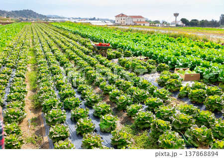 Fresh green lettuce on plantation during harvest 137868894