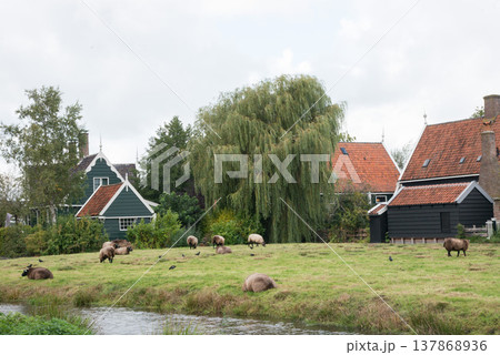 Picturesque farm houses at open air museum Zaanse Schans, in Zaandam Picturesque farm houses at open air museum Zaanse Schans, in Zaandam 137868936