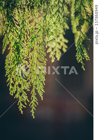 Young green branches of thuja in a sunlight. Selective focus. 137868949