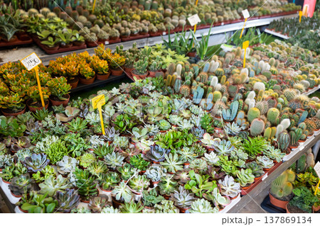 Large quantity of garden pots with succulent in open-air plants market Large quantity of garden pots with succulent in open-air plants market 137869134