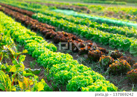 Straight long rows of juicy lettuce, leafy beets grow in field Straight long rows of juicy lettuce, leafy beets grow in field 137869242