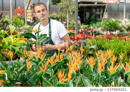 Young man holding strelitzia in pot Young man holding strelitzia in pot 137869261
