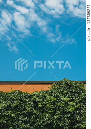 Wall with green leaves and beautiful blue cloudy sky. 137869271