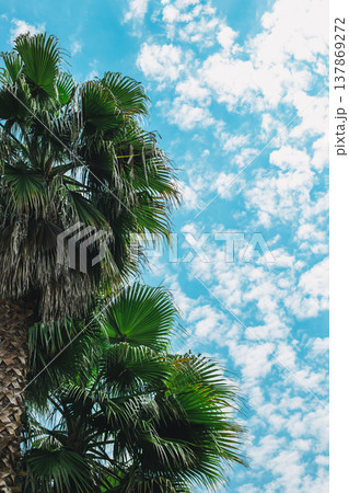 Palm leaves in a beautiful cloudy blue sky. Summer background. Palm leaves in a beautiful cloudy blue sky. Summer background. 137869272