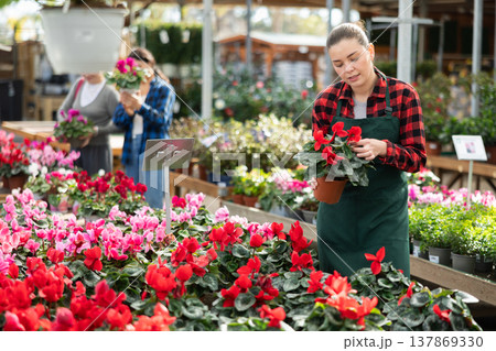 Young saleswoman holding pots of cyclamen Young saleswoman holding pots of cyclamen 137869330