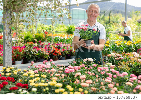 Portrait of elderly florist in an apron with potted roses in his hands 137869337