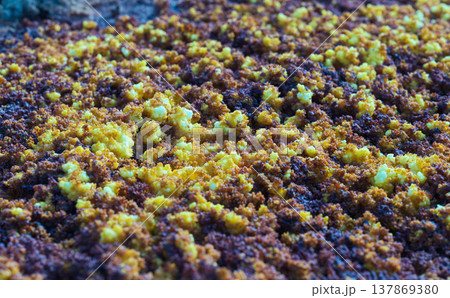 火山地帯の硫黄結晶と鉱物堆積 137869380