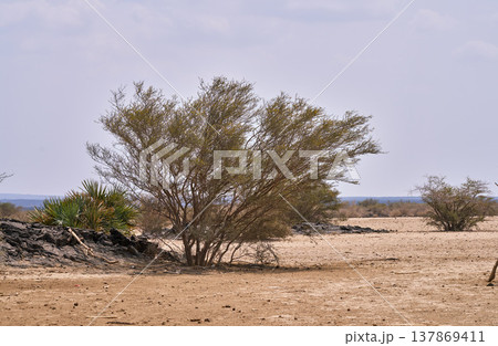 エチオピア・ダナキル低地の火山地帯に生える乾燥地の低木 137869411