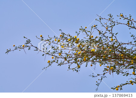 青空を背景にしたアカシアの黄色い花をつけた枝 青空を背景にしたアカシアの黄色い花をつけた枝 137869413