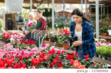 Young woman choosing cyclamen in flower shop Young woman choosing cyclamen in flower shop 137869468