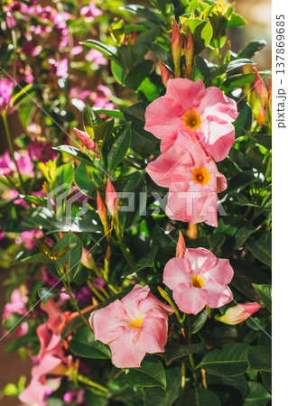 Beautiful pink petunia flowers on a summer street. 137869685