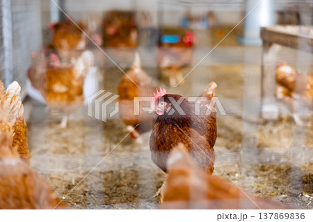 View through cage of hens in henhouse 137869836