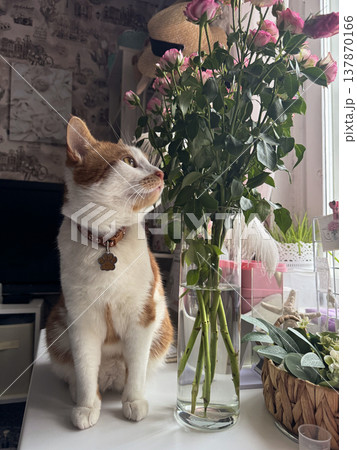 A ginger and white cat. Sits on a table by the window. Looks out the window. A vase with a bouquet of roses stands on the table. A ginger and white cat. Sits on a table by the window. Looks out the window. A vase with a bouquet of roses stands on the table. 137870166