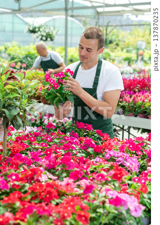 Young male seller holding periwinkle in pot Young male seller holding periwinkle in pot 137870235