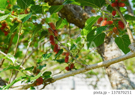 small red and yellow mulberries on the branches in the mulberry tree on nature background, fruit, garden, isolated small red and yellow mulberries on the branches in the mulberry tree on nature background, fruit, garden, isolated 137870251