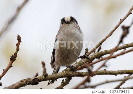 愛くるしい仕草で人気者の小さな白い鳥 エナガ 137870433
